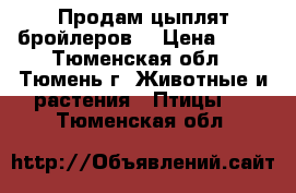 Продам цыплят бройлеров. › Цена ­ 90 - Тюменская обл., Тюмень г. Животные и растения » Птицы   . Тюменская обл.